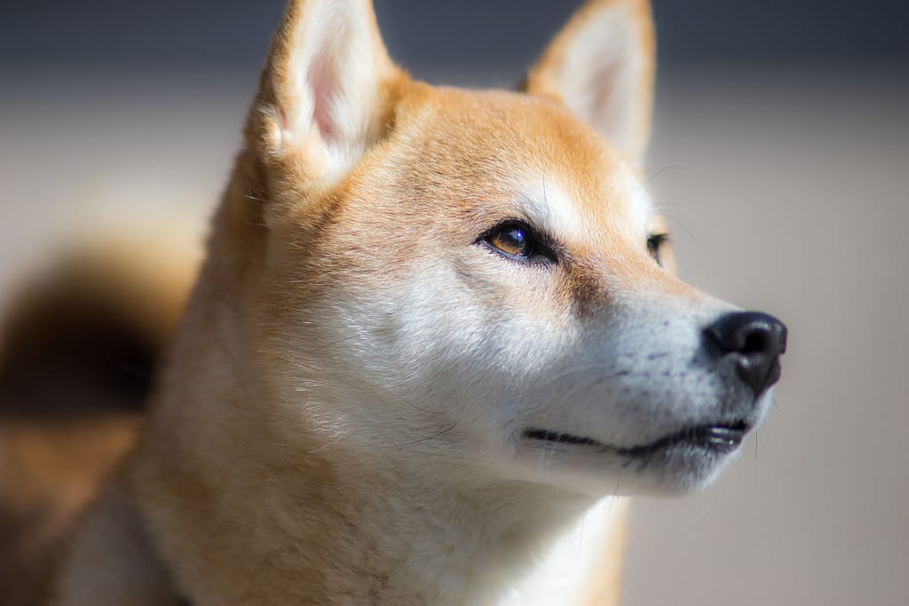 Shiba Inu ois a well-known Japanese Dog