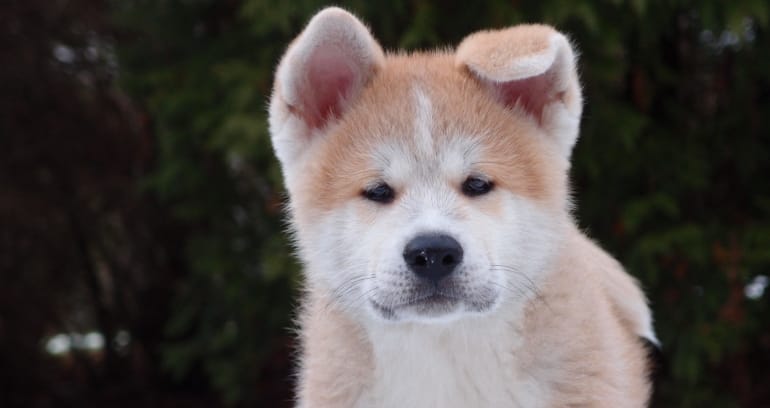 Most known Japanese Dog Breeds